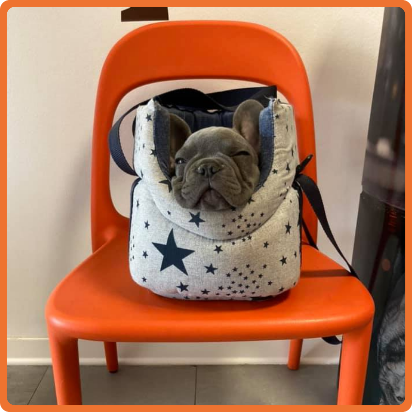1 Un piccolo bulldog francese grigio è comodamente seduto all'interno di una borsa da trasporto morbida con motivo a stelle, posizionata su una sedia arancione brillante contro una parete chiara, pronta a unirsi alla squadra con stile.
