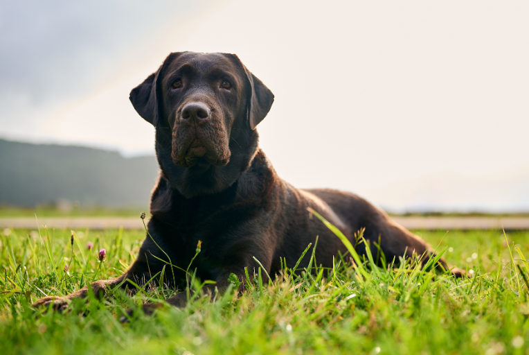 Un Labrador retriever color cioccolato giace sull'erba verde all'aperto, guardando verso la telecamera. Lo sfondo è dolcemente sfocato, con accenni di colline e un cielo luminoso.