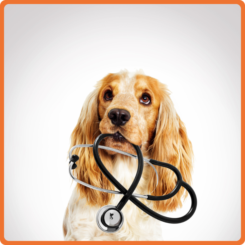 10 Un cane marrone dorato tiene in bocca uno stetoscopio e guarda verso l'alto, come se fosse pronto a entrare in squadra, con uno sfondo bianco e un bordo arancione intorno all'immagine.