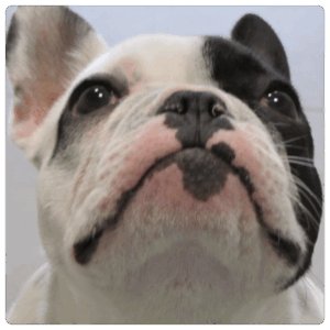 14 Primo piano del muso di un bulldog francese, che mostra la sua pelliccia bianca e nera, gli ampi occhi scuri e il naso leggermente all'insù. Il cane guarda verso l'alto con un'espressione curiosa.