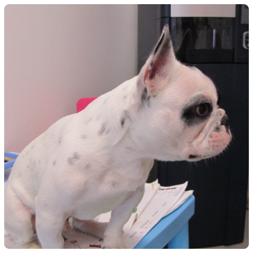 15 Un Bulldog francese bianco con macchie nere e una macchia nera intorno a un occhio siede su un tavolo blu, guardando a destra. Sotto il cane ci sono dei fogli e sullo sfondo ci sono delle attrezzature da ufficio.