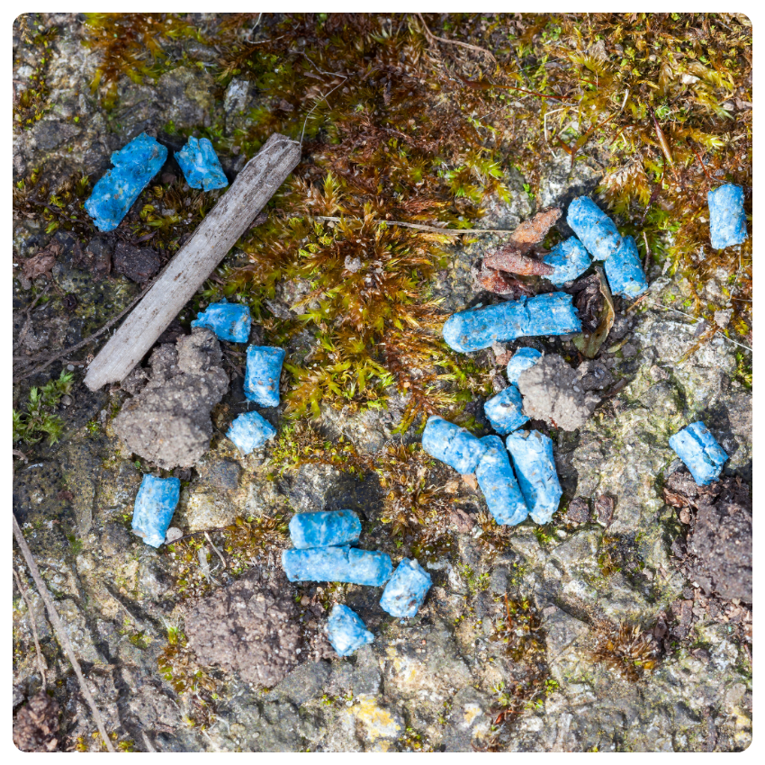 Metaldeide. Pallini di lumaca blu sparsi su un terreno muschioso con terra e un piccolo bastone visibile. I pallini spiccano sullo sfondo naturale verde e marrone.