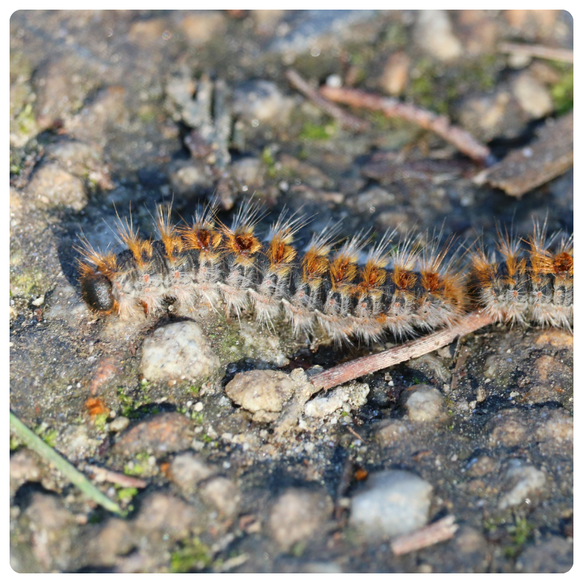 Primo piano di un bruco peloso con segni arancioni e neri che striscia su una superficie ruvida e rocciosa all'aperto.
