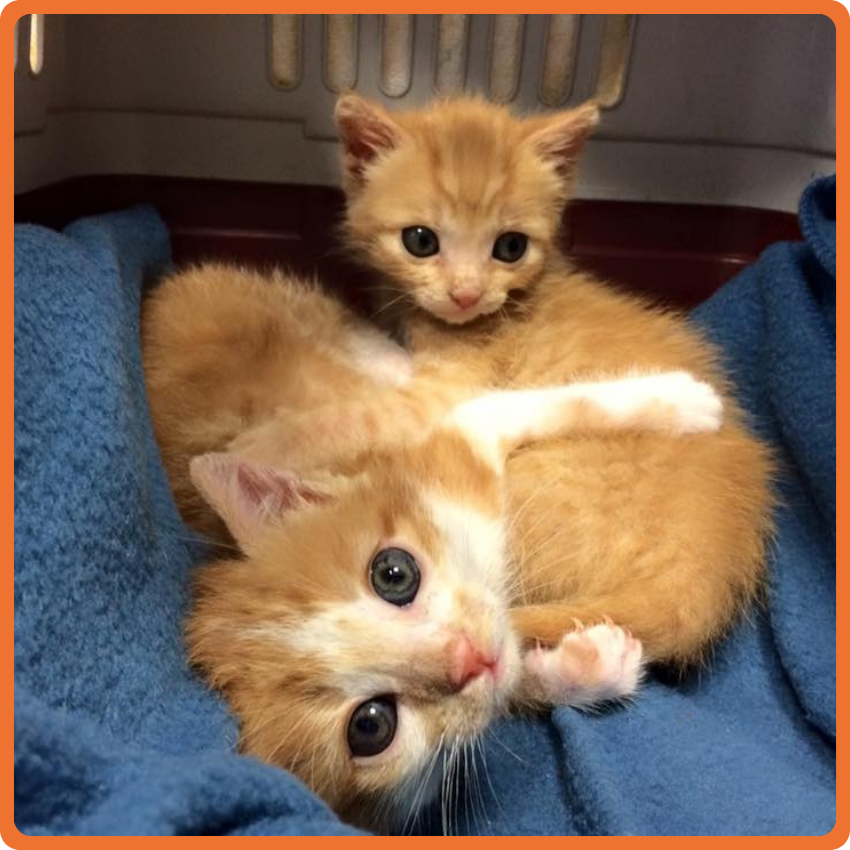 3 Due gattini bianchi e arancioni giacciono su una coperta blu all'interno di un trasportino. Uno è rannicchiato davanti, con lo sguardo rivolto alla macchina fotografica, mentre l'altro è seduto dietro, a scrutare il suo fratellino.