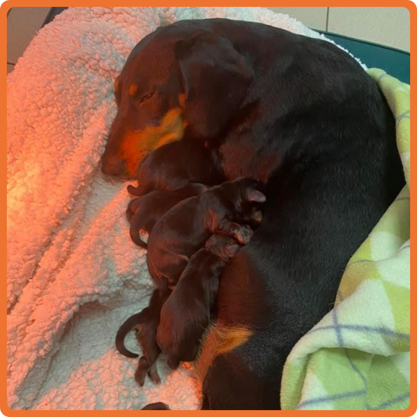 Una mamma cane coccola i suoi cuccioli appena nati su una morbida coperta chiara. I cuccioli sono accoccolati strettamente contro di lei, formando una squadra calda e accogliente avvolta nell'amore. Contattaci per il servizio di riproduzione