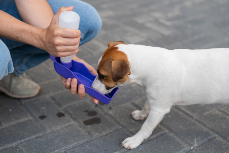 Un piccolo cane bianco con segni marroni beve acqua da una borraccia portatile tenuta in mano da una persona inginocchiata su una superficie pavimentata.
