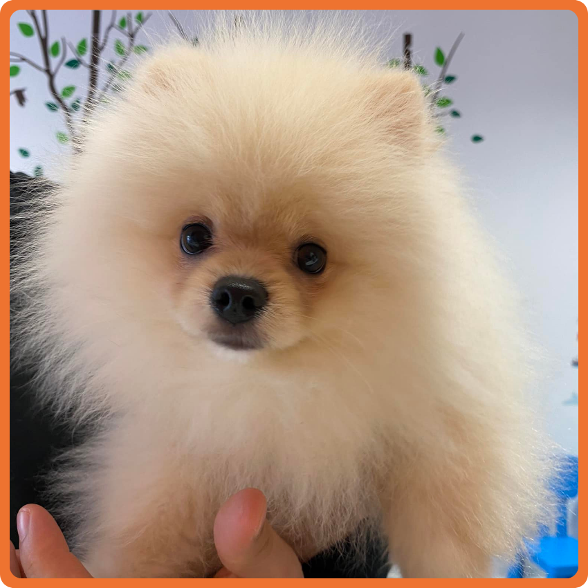 5 Un soffice cucciolo di Pomerania color crema con grandi occhi scuri è tenuto delicatamente in braccio alla Clinica Veterinaria Leonardo da Vinci, contro una parete decorata con rami d'albero e foglie verdi.