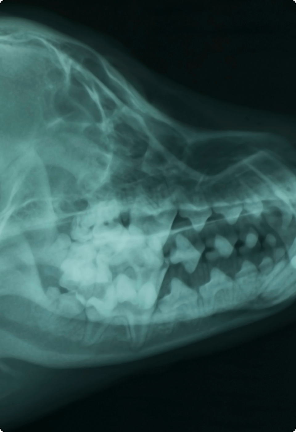 Immagine radiografica che mostra la vista laterale della testa di un animale, probabilmente un cane, con struttura cranica e denti visibili. I dettagli della mascella, dei denti e della cavità nasale sono chiaramente delineati.