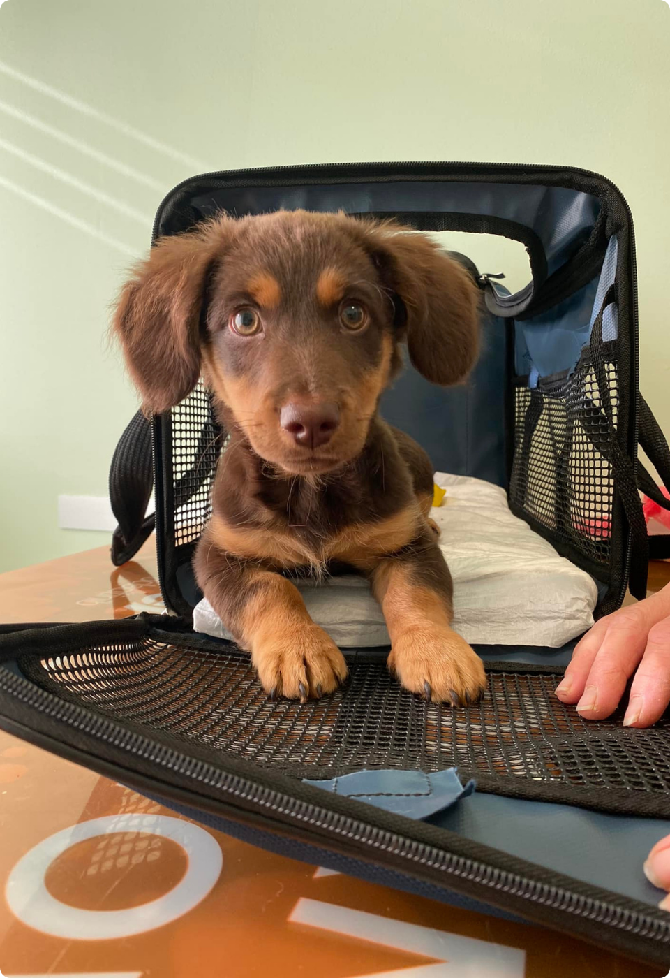Un cucciolo marrone e abbronzato con le orecchie flosce giace all'interno di un trasportino in rete nera, guardando direttamente la telecamera. Una mano tiene la porta aperta del trasportino su un tavolo di legno.