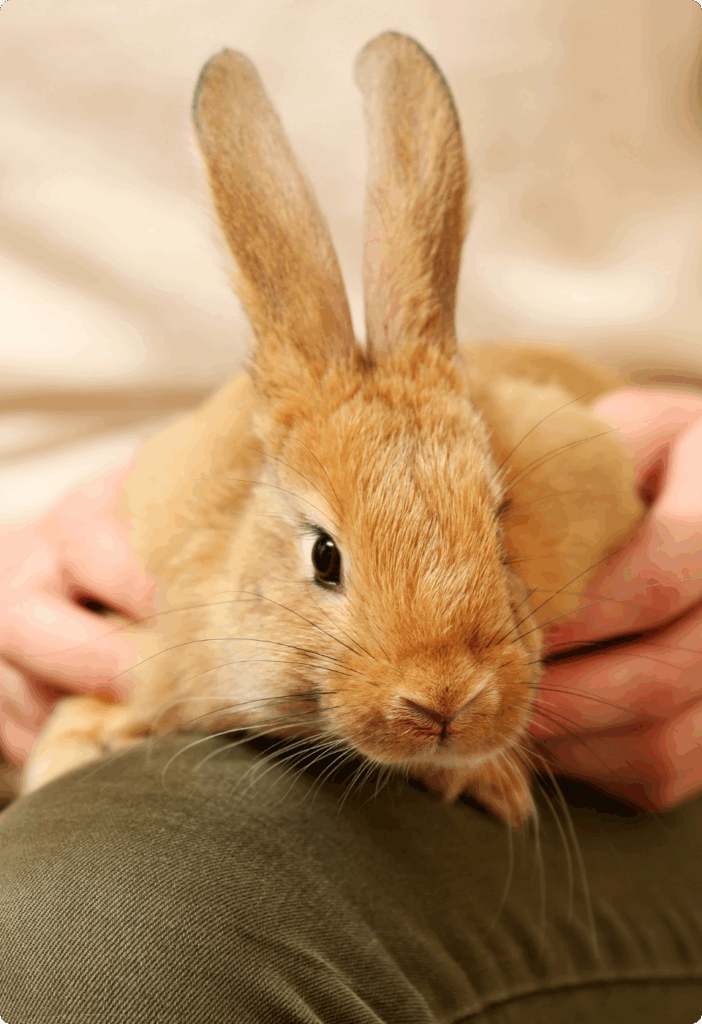 Primo piano di un coniglio marrone chiaro con le orecchie erette seduto sulle ginocchia di una persona. Le mani della persona tengono delicatamente il coniglio e lo sfondo è leggermente sfocato.
