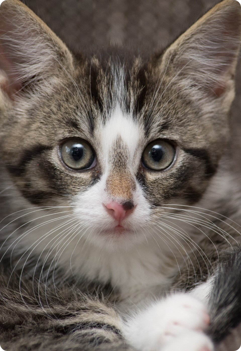 Primo piano di un gattino soriano con macchie bianche, ampi occhi blu e naso rosa, che guarda direttamente verso la telecamera. Lo sfondo è leggermente sfocato.
