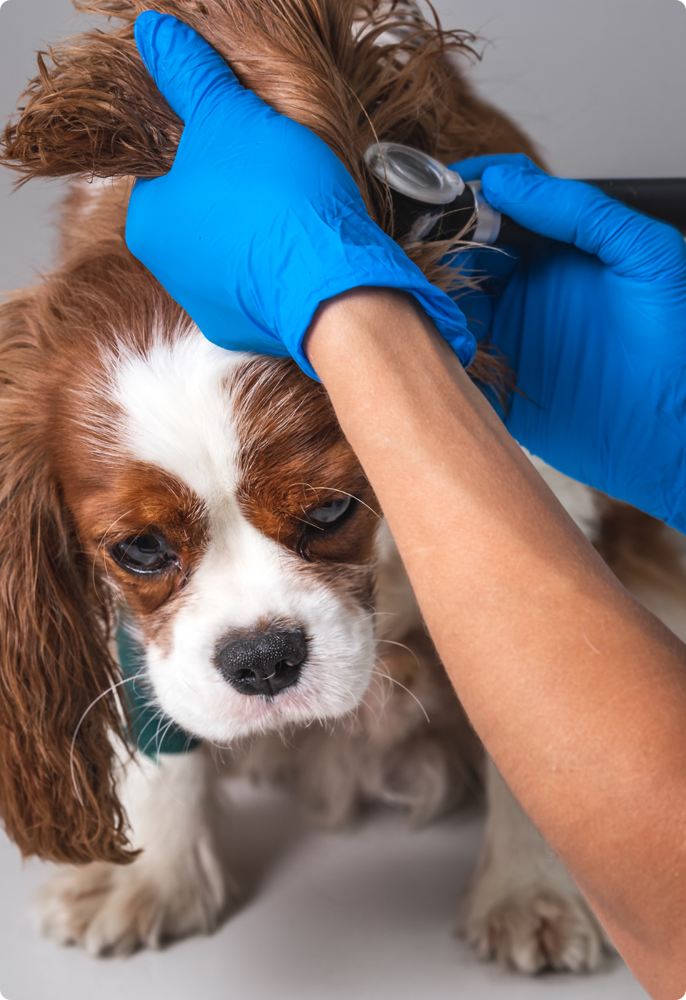 Un veterinario con guanti blu esamina l'orecchio di un cane bianco e marrone utilizzando uno strumento medico. Il cane sembra calmo ma leggermente triste.