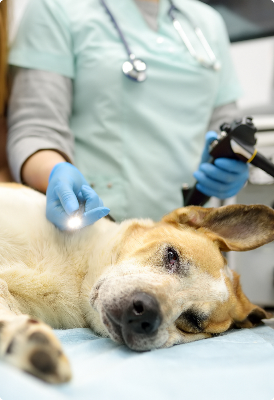 Un veterinario in camice e guanti esamina un cane sdraiato su un tavolo da visita, tenendo uno strumento medico con una luce vicino al fianco del cane. Il cane sembra tranquillo e riposa su un fianco.