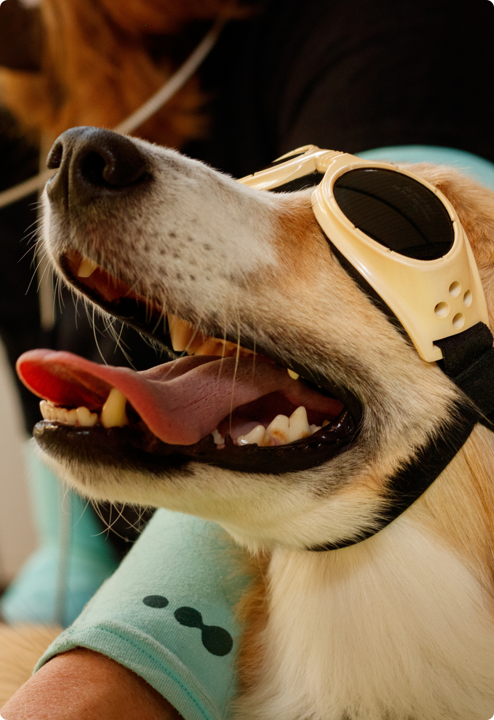 Primo piano di un cane felice che indossa occhiali beige, con la bocca aperta e la lingua fuori, con una persona sullo sfondo che tiene delicatamente il cane.