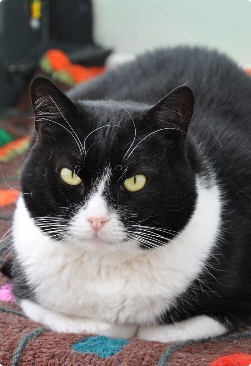 Un gatto bianco e nero con gli occhi gialli giace su una coperta colorata e a fantasia, guardando direttamente la telecamera con un'espressione seria.