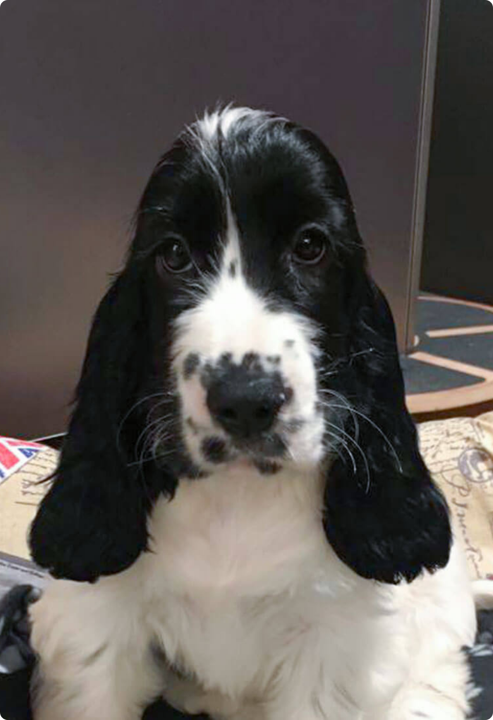 Un cucciolo di Cocker Spaniel inglese in bianco e nero con le orecchie lunghe è seduto e guarda direttamente la telecamera. Lo sfondo comprende una superficie a fantasia e parte di un cuscino.