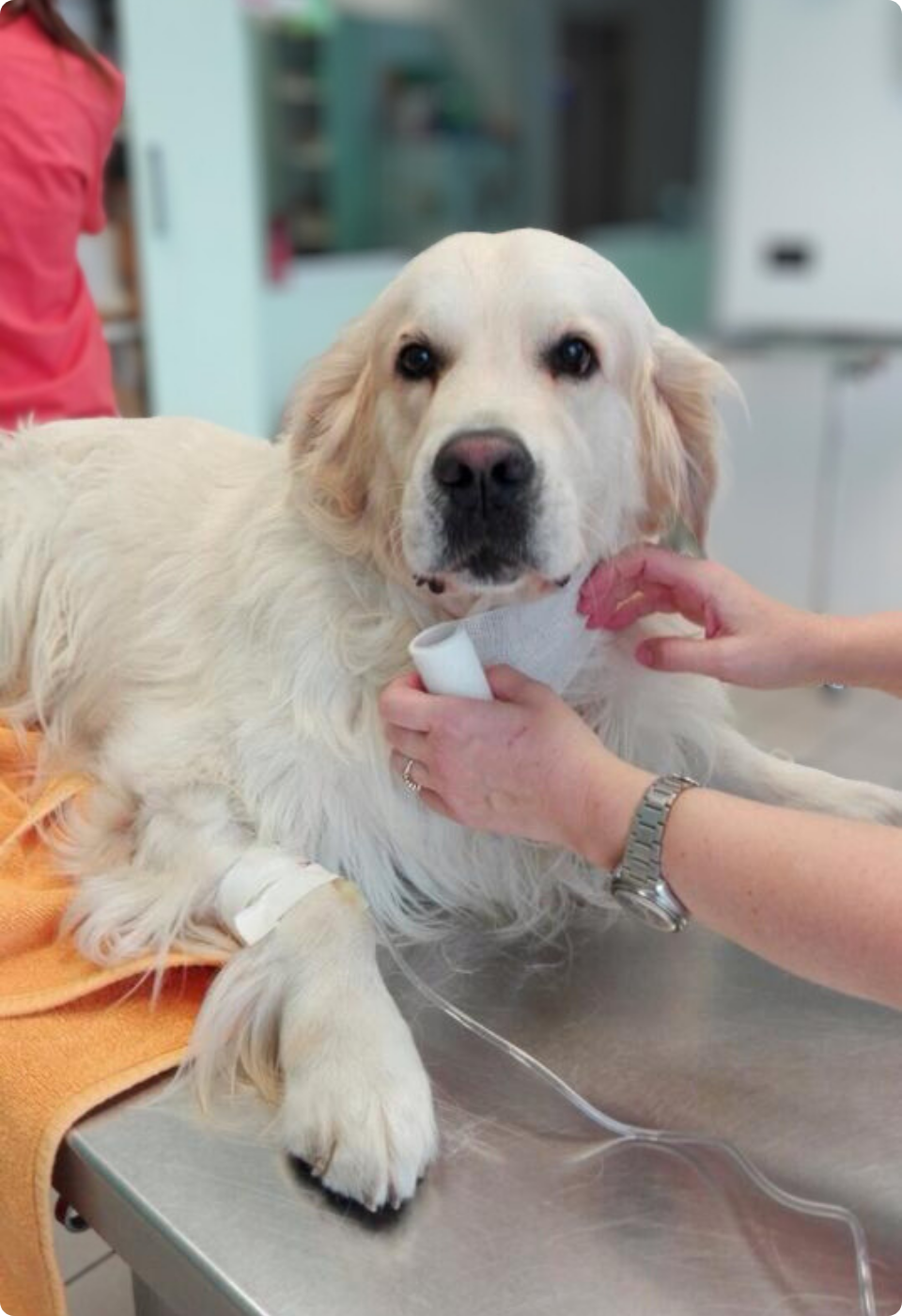 Un golden retriever giace su un tavolo da visita veterinario con una fasciatura sulla zampa anteriore mentre una persona tiene una sonda a ultrasuoni sul collo del cane. Un'altra persona in rosa sta sullo sfondo.