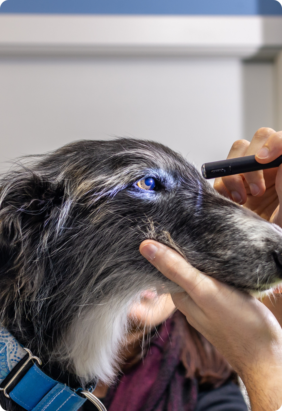 Un veterinario esamina l'occhio di un cane con una lampada a penna, tenendo delicatamente ferma la testa del cane. Il cane ha un occhio blu e una pelliccia lunga e scura con macchie bianche.