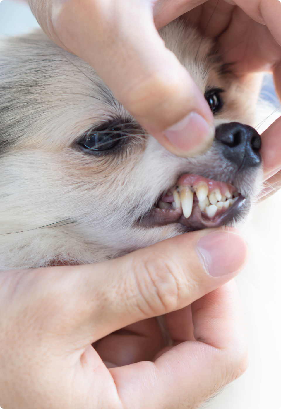 La bocca di un cane di piccola taglia è tenuta delicatamente aperta da mani umane, che ne scoprono i denti e le gengive per esaminarli. La pelliccia del cane è chiara e gli occhi sono parzialmente chiusi.